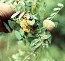 arbolespe's tweet photo. #Tigua (Geoffraea  spinosa) o #Taque, #Almendroindigena es un árbol higrófilo de la familia Fabaceaes, presente en matorrales pantanosos, corteza amarillenta y fruto dulce y comestible, flores pequeñas amarillas, indeshicente, hojas contienen alcaloides, no esta en #parquedeleste https://t.co/cTgmECH5EH