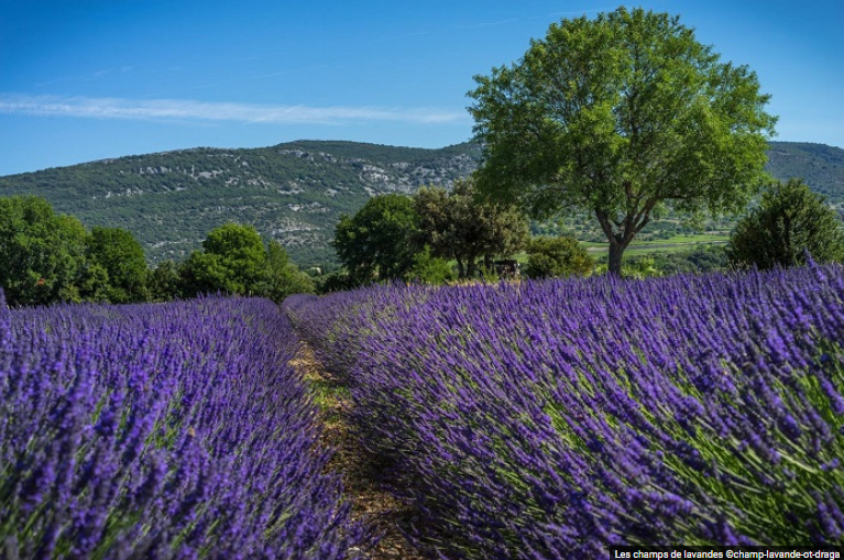 En Ardèche, les champs de lavandes sont actuellement en fleur 💜💜💜. L'office de tourisme vous propose de réserver votre séjour "Lavandes" directement en ligne en suivant le lien ➡️➡️➡️rhone-gorges-ardeche.com/tourisme-sud-g…