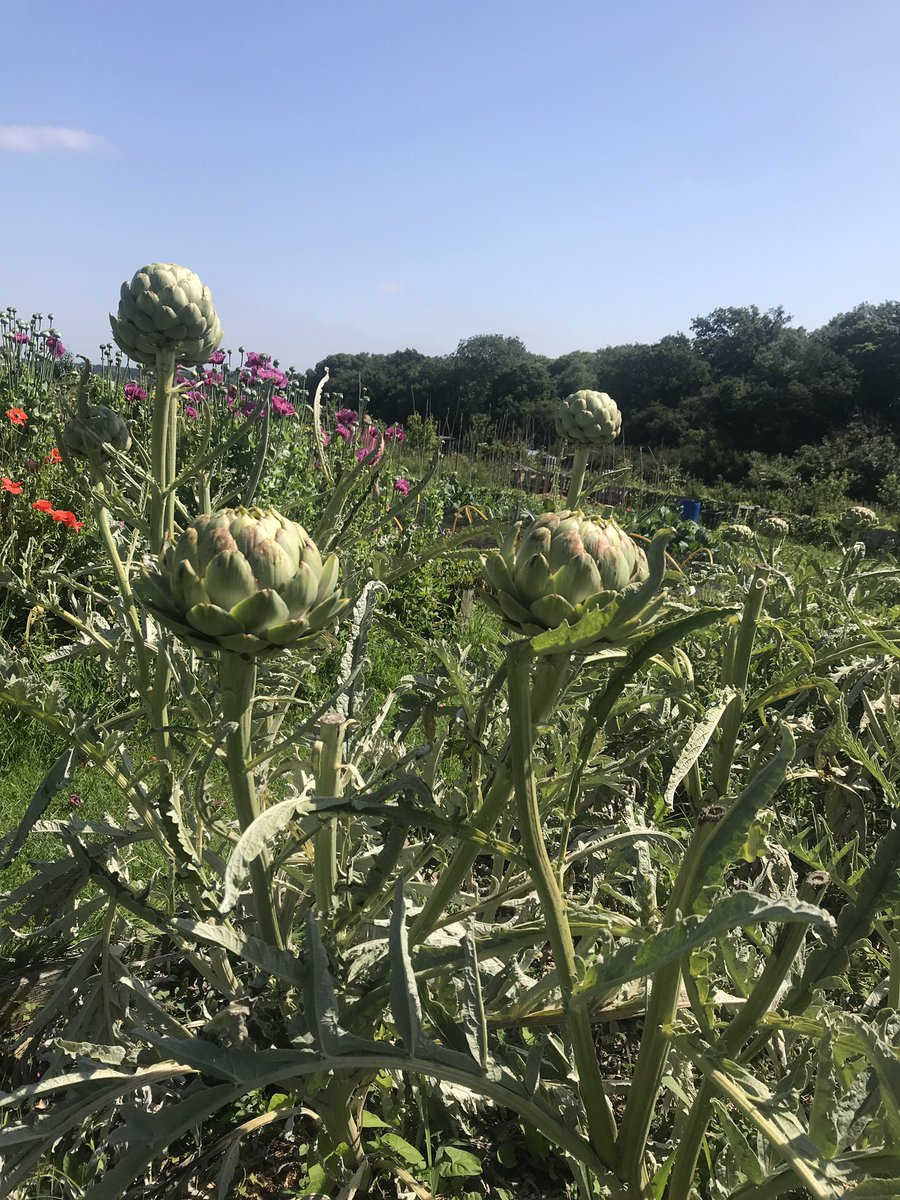 GolinLON's tweet photo. Team @goodfoodmatter1 on #AlsDay have surely lucked out with the most beautiful location for our volunteering day. Picking fruit and planting veggies for an incredible organisation that supports vulnerable people https://t.co/HG4FhRFsYS