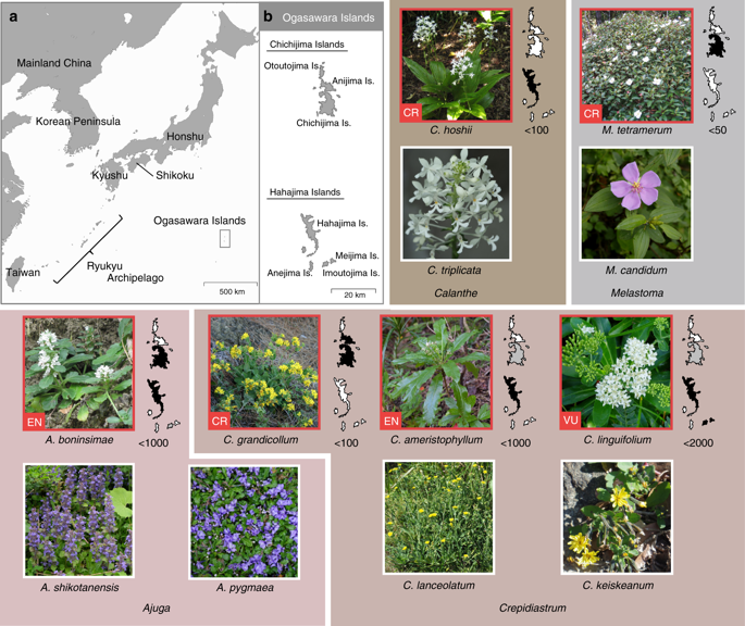 NatureEcoEvo's tweet photo. Endangered island endemic plants have vulnerable genomes https://t.co/A9Qu1de2jU New in @CommsBio https://t.co/gHGfByeaDb