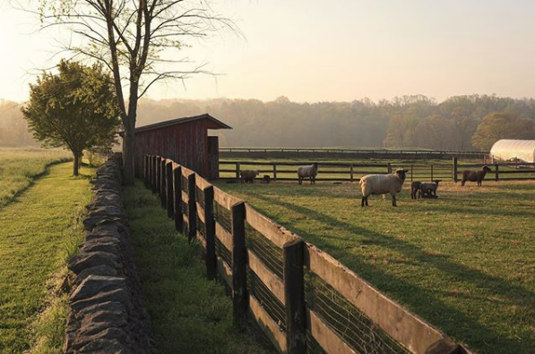MiddleburgTown's tweet photo. Sunrise at Goodstone Inn & Restaurant. π
π·: Goodstone Inn. #middleburgva #loudoun #loveloudoun #virginia #sunrise #farm #countrylife #loveva #travel #getaway #gooutside #farmlife #ruralamerica #workingfarm #sheep #farmtotable #dcgetaway #dcdestination #huntcountry https://t.co/s7CJRG1lZl