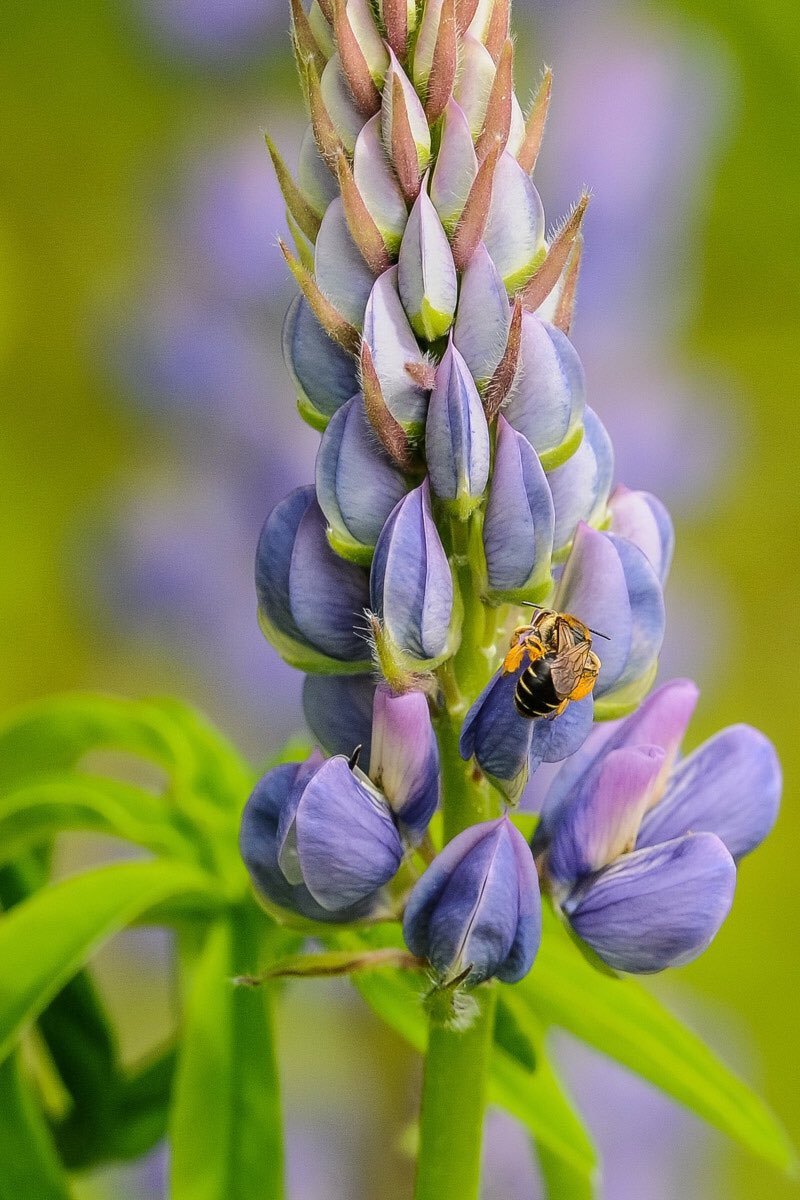 LisaFinneyPhoto's tweet photo. I'm not the only one who loves lupins. #pollinators #lupin #wildflowers #flowerphotography #Flowers #nature #naturelovers #NaturePhotography #CapeBreton #cabottrail https://t.co/RL6DrM0FpZ