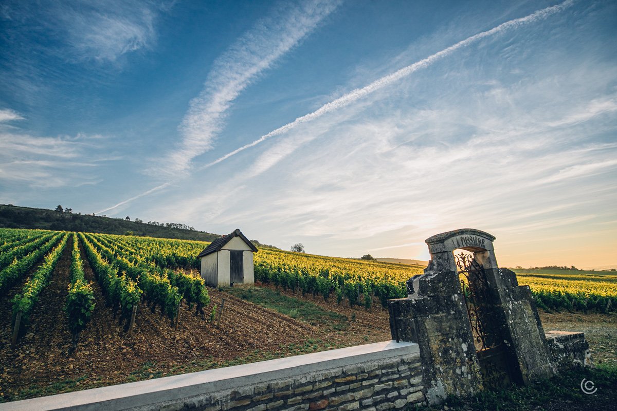hello_ludo's tweet photo. Cette semaine reportages photo et tournage vidéo dans les Hautes Côtes de Beaune et à Mercurey. https://t.co/KPLhnJ0ipo