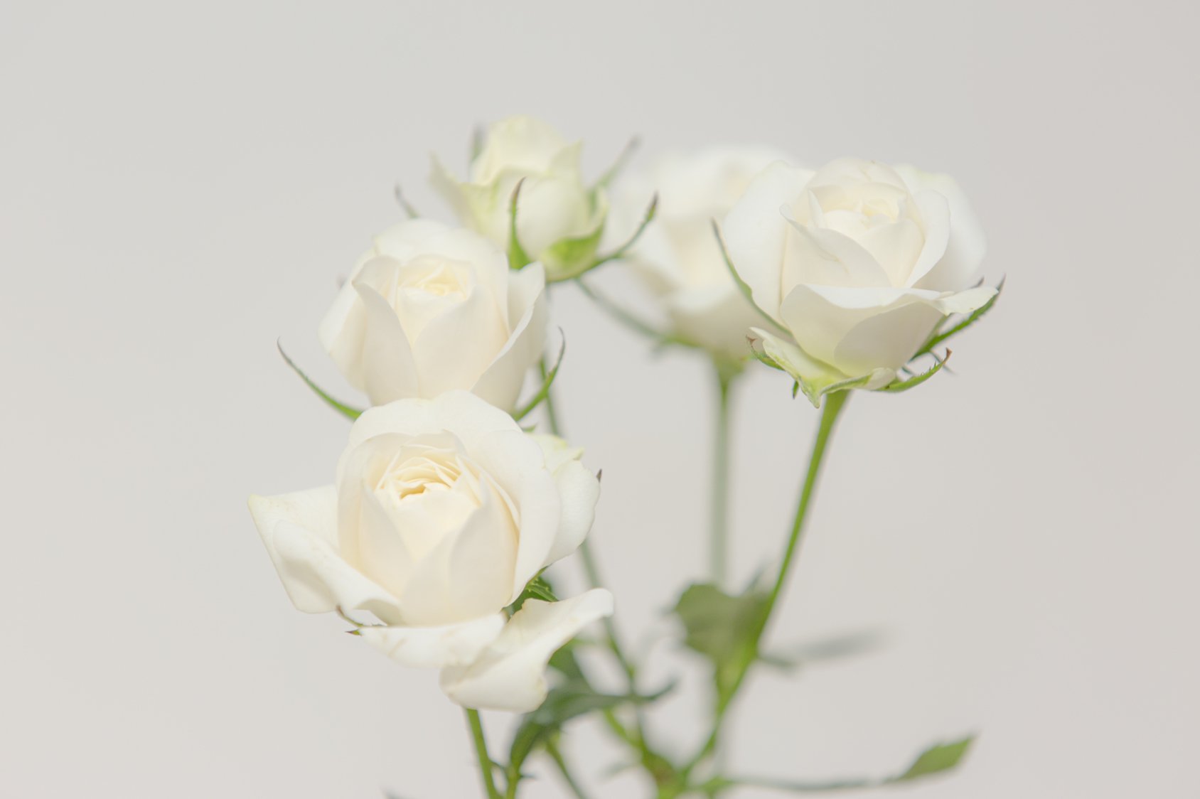 Sigh コミケ31日東5 ヒ45aでした 今日はホワイトバンビーナ バラの一種だとか ハナノヒ T Co E56zwxoyfr Twitter