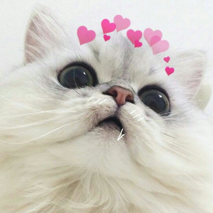 Милый котёнок с сердечком. Котик с сердечком. Котенок с сердцем. Милый кот с розовыми щеками. Котик с сердечком.