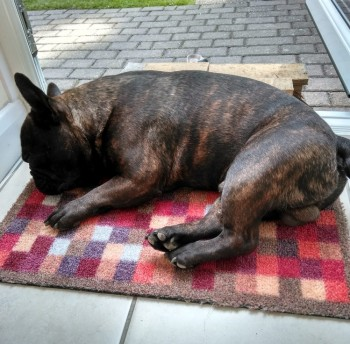 millypod1's tweet image. #Tamworth5 The dog sitter yesterday (26 June) told Police that the dogs were lost on a walk along the Canal in #Hopwas #Tamworth not the woods as previously told to owners. PLEASE SHARE ALL AREAS😢