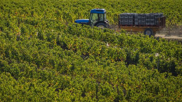 Agridemain's tweet image. La #canicule fait des heureux : les #viticulteurs. En effet, les températures très élevées tuent le #mildiou dans les #vignes francetvinfo.fr/economie/emplo…] #vin #viticulture #Bordeaux