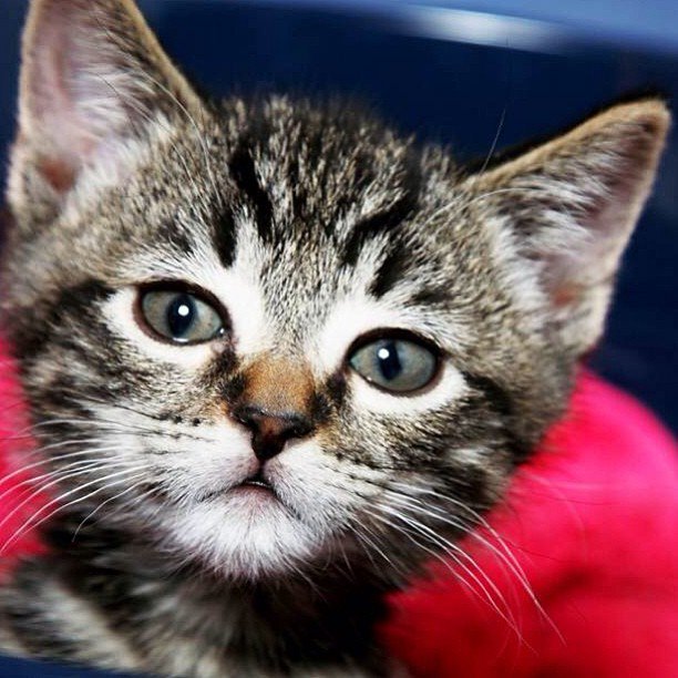 That face just before you fall asleep
#pet #lover