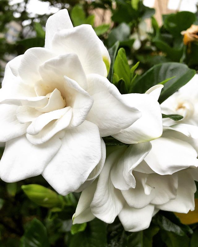 Aeropapa えあろぱぱ くちなし いい匂い 白い花 ジャスミンのような甘い香り 花言葉 は 喜びを運ぶ 伊禮恵 さんの くちなし を聴きながら T Co R4kgkawlpm