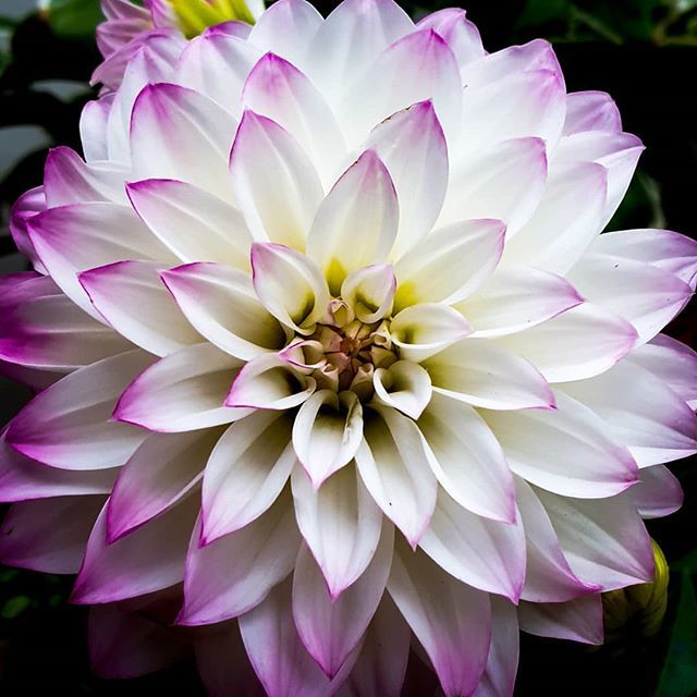 ali_tones's tweet photo. Getting geeky in the garden 🤩 Enjoying our dahlias before they get nailed by 🐌 https://t.co/eOfbDWD8kg https://t.co/yyIgYwnIu1