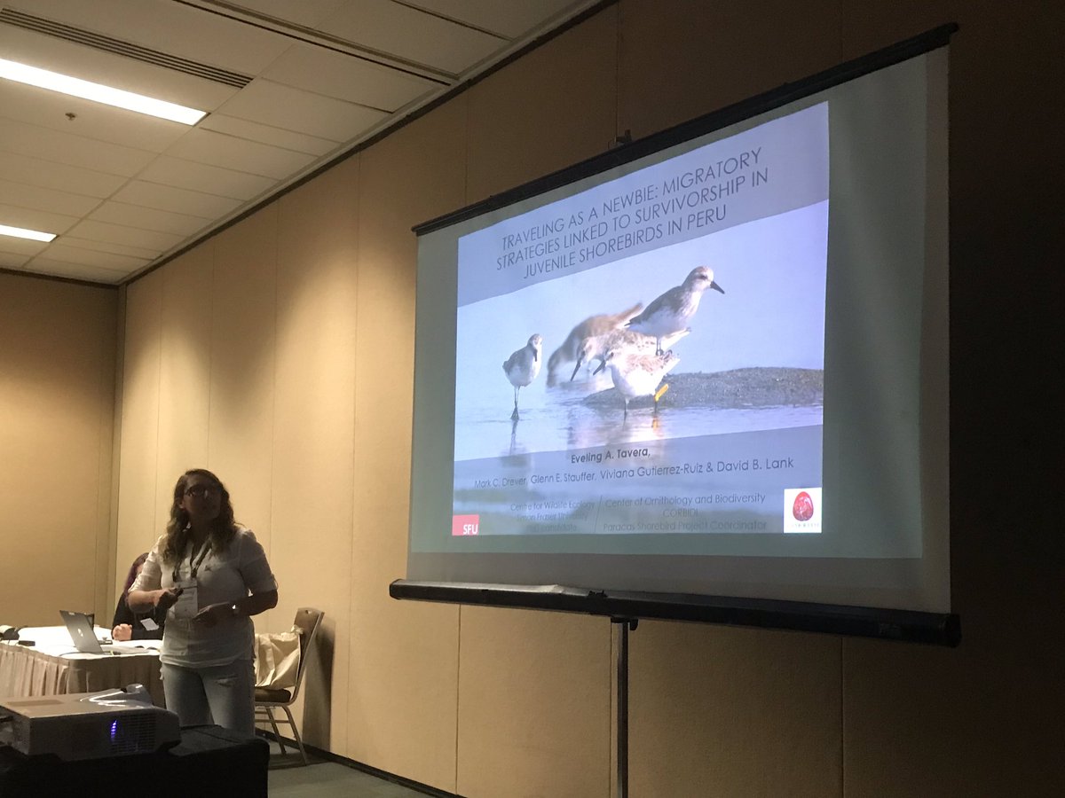 Eveling describing an interesting demographic analysis of the survival benefits of oversummering in Peru as a yearling sandpiper. @eveconnection #AOS19AK