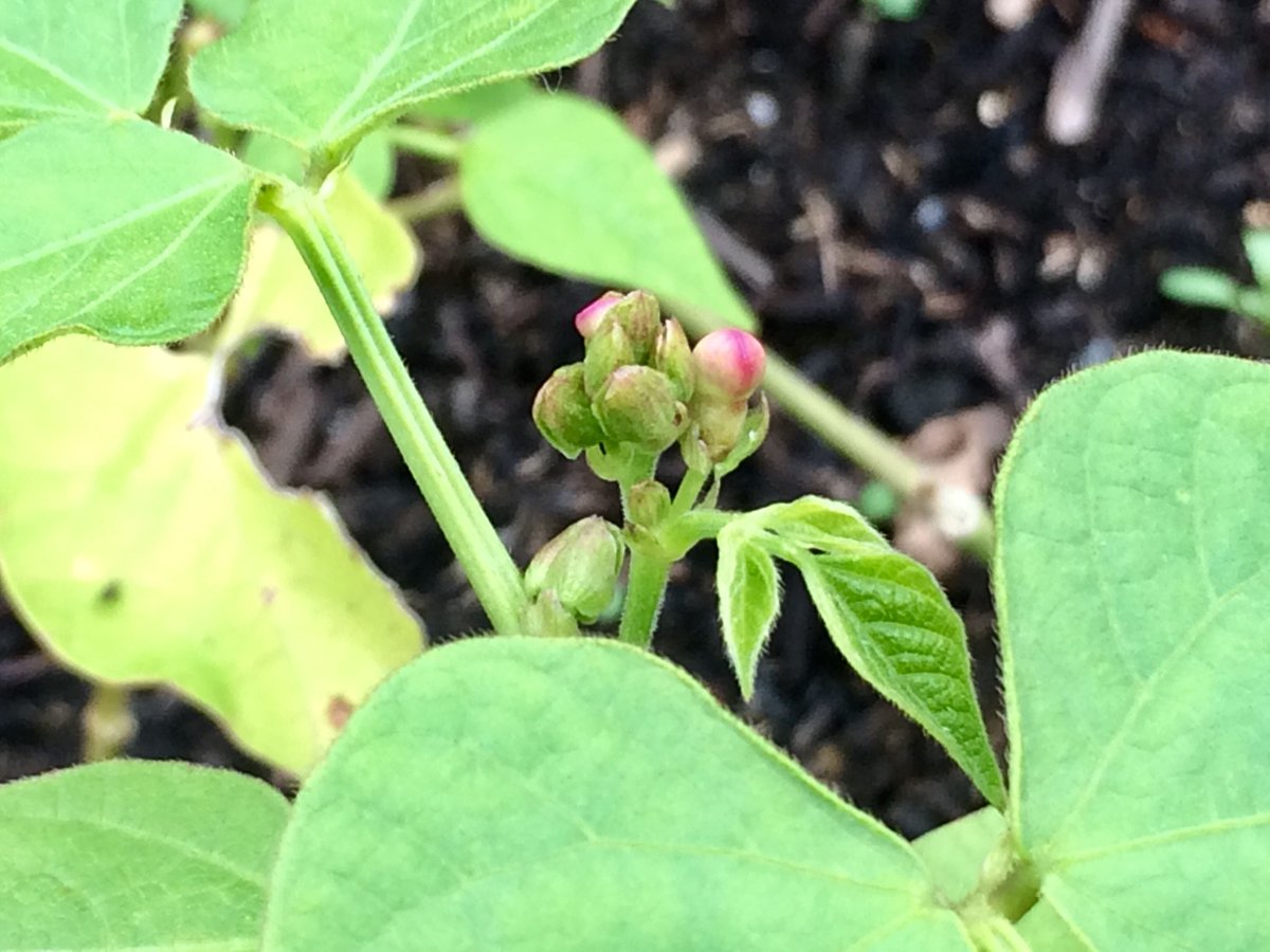 ChattyGardener's tweet photo. That's a good start to the day - first flowers on dwarf French bean 'Red Swan'! Seed from @mrfothergill as part of my #gardeningtrials #gdnbloggers https://t.co/oXXiaFFM5v