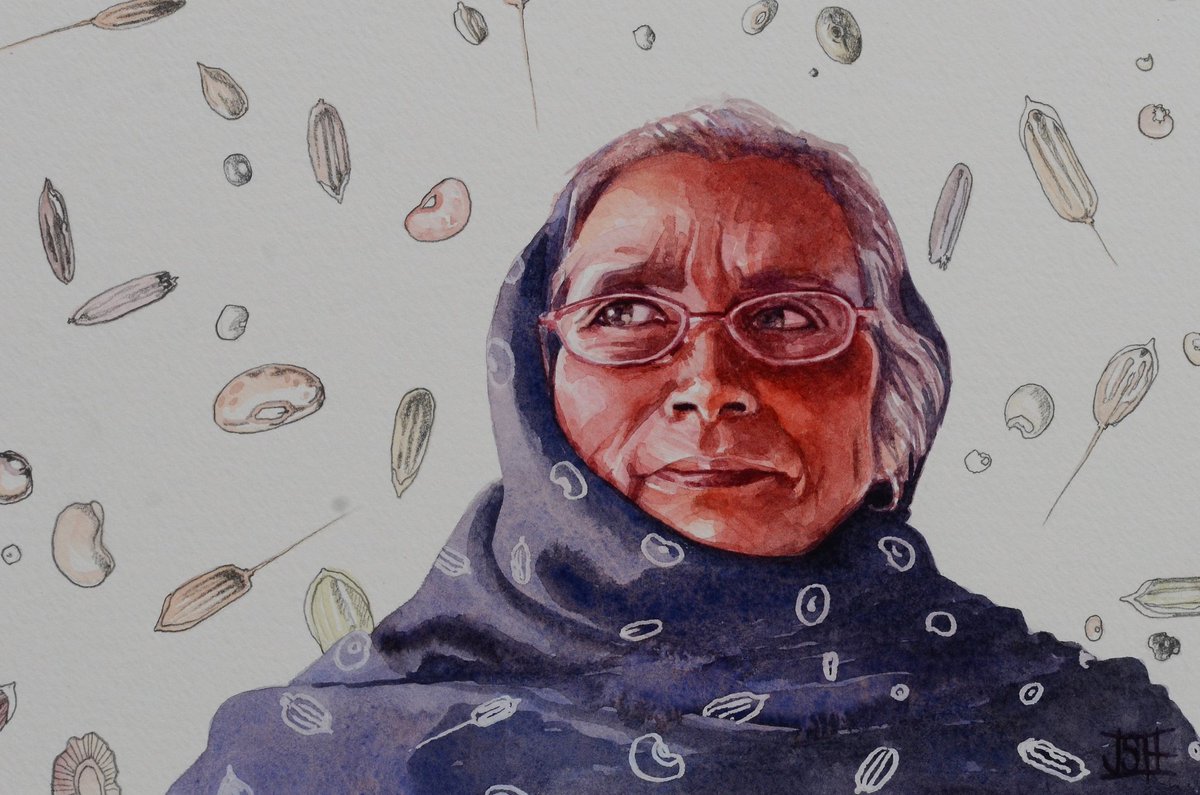 Bija Devi, seed keeper. @NavdanyaBija #seeds #indigenousplants #diversity #100headschallenge #100heads #number2 #no2 #watercolour #watercolourportrait #portraitartistoftheyear