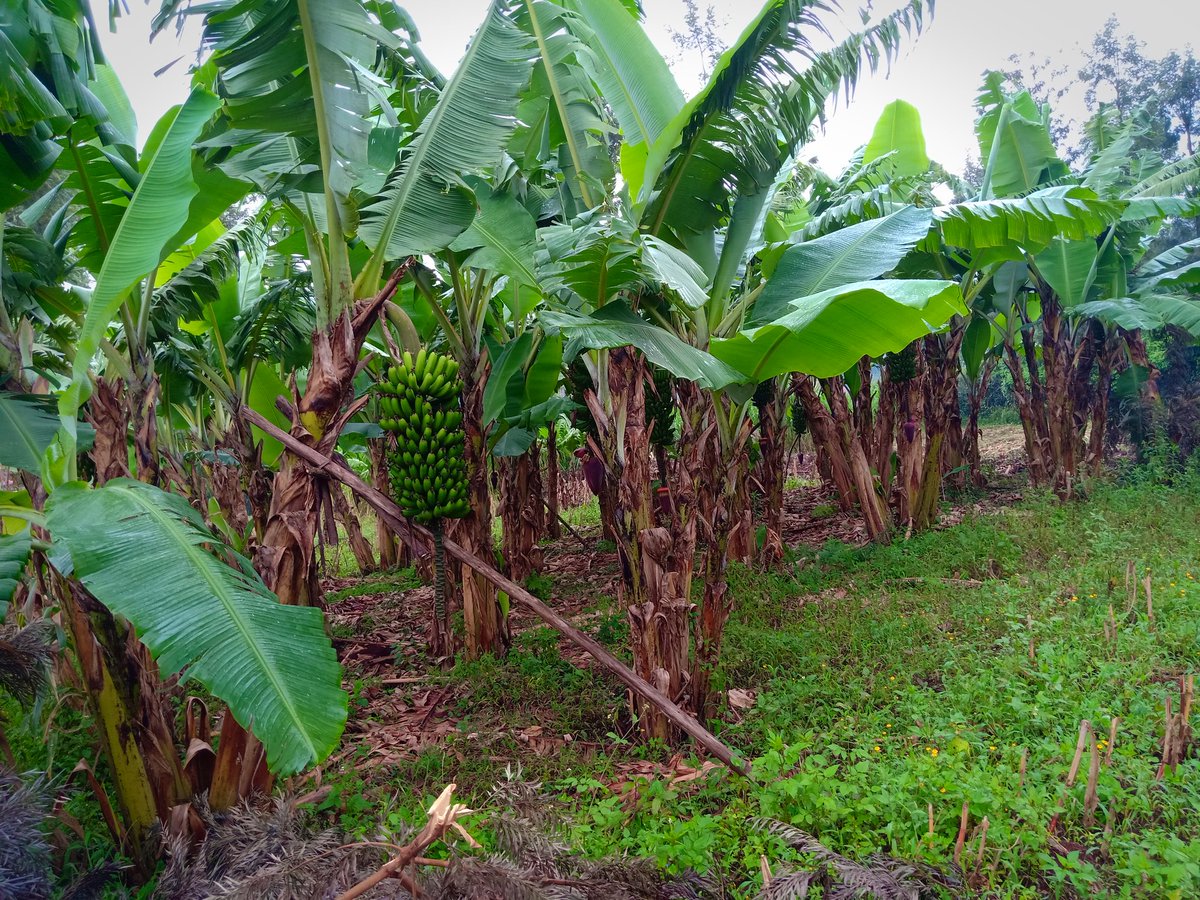 My Tissue culture banana orchard!