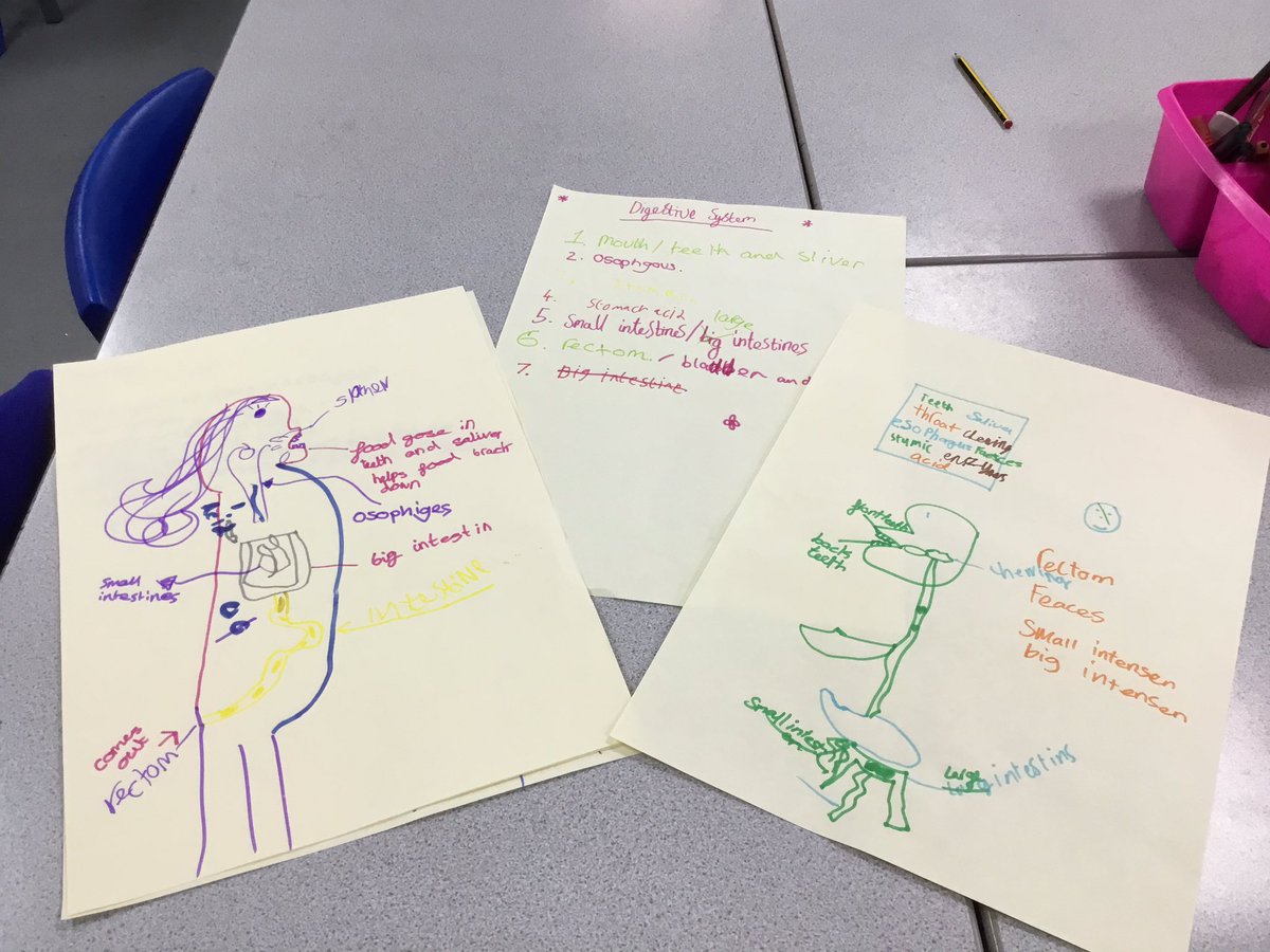 st_michaels_ham's tweet photo. 4X did a brilliant vertical relay recap of our lesson on the digestive system! They loved the moment they could ‘spy’ on others! @WallaceIsabella #verticalrelay #talklessteaching https://t.co/ewLUGa1joT