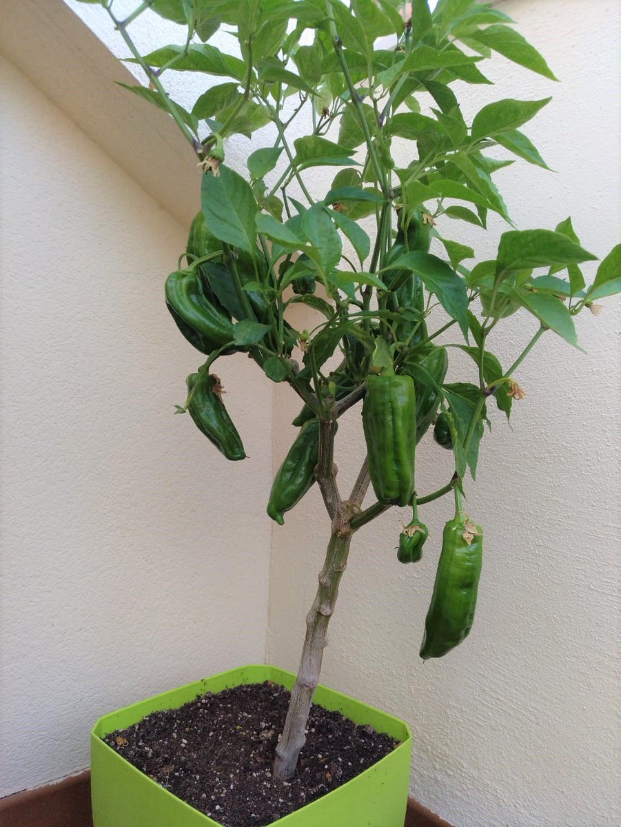 Inferco's tweet image. Buenos días!Seguimos recibiendo fotos de las cosechas realizadas con nuestro HUERTO URBANO! Y no podemos estar más contentos 🥕🥒🥦🌶 Recordar que tenéis tanto en formato de 20L como de 50L. No hay excusas! ☺️