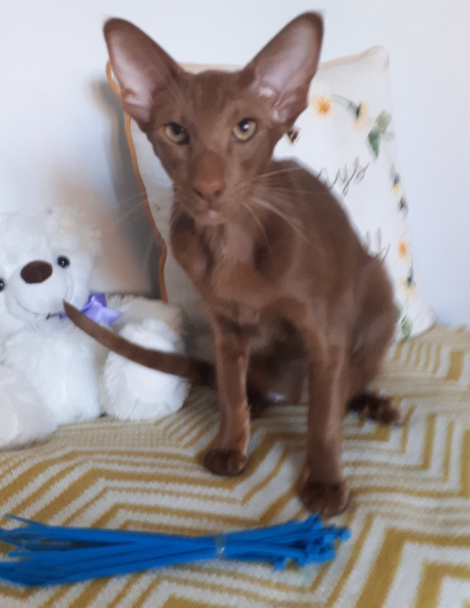 #SecurityCat #WheresWalter💚🐒 in charge of cable ties to keep JessiePinks cage door locked! #SomeoneHasToDoIt #teamdiablo #CatsOfTwitter @Diablo_Siamese