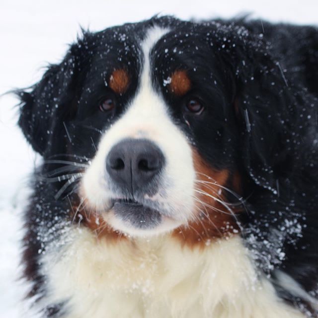 narabernese's tweet photo. With those hot days there’s nothing better than a fresh #tbt ❄️
.
.
.
.
.
#throwback😍 #throwback🔙 #throwbackthursdays #throwbackk #snowdog #snowface #freshdays #tbts #bernersennenhund #bernesemountaindoglovers #bmd #bernerlovers #bernese #berneselove… https://t.co/4shl8KrgcO https://t.co/I3VRgeQuqf