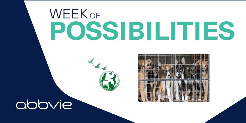 Im Rahmen der #WeekofPossibilities helfen AbbVie Mitarbeitende die Hundekäfige der Hundestation Zug wieder auf Vordermann zu bringen. #AbbVieGivesBack