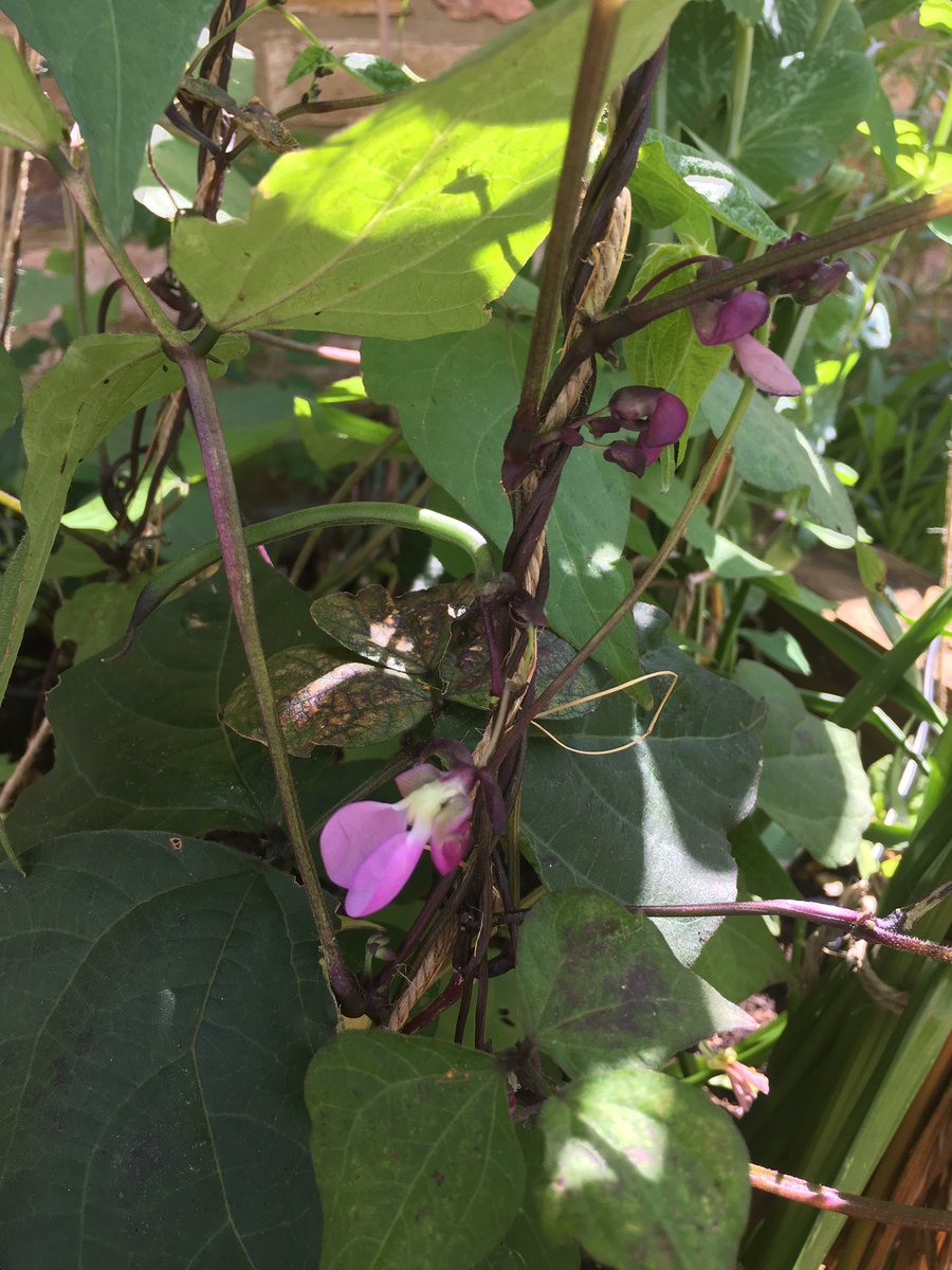 PetershamHorti1's tweet photo. Purple beans..... well nearly - probably not in time for #petershamflowershow6thjuly https://t.co/a3z8CVUf6Z