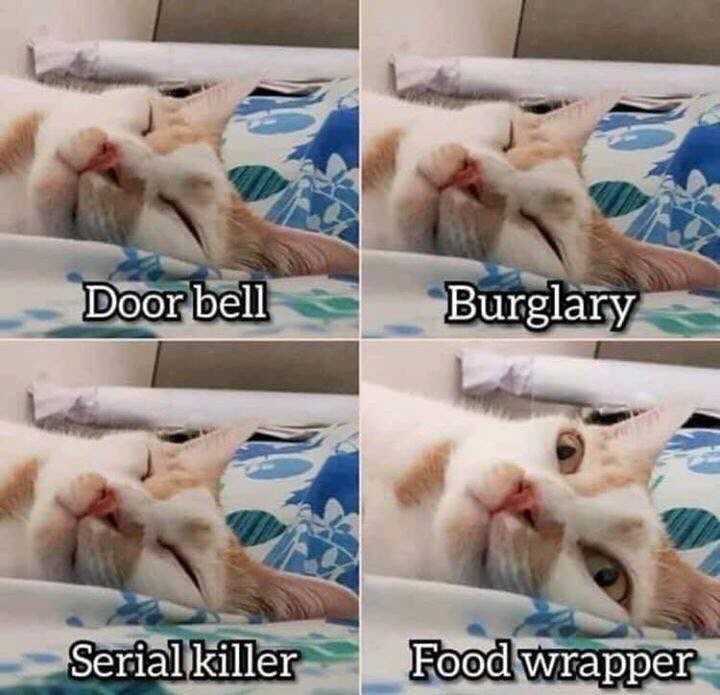 Definitely our cat! 😂🐱
#cat #cats #furbaby #kitty