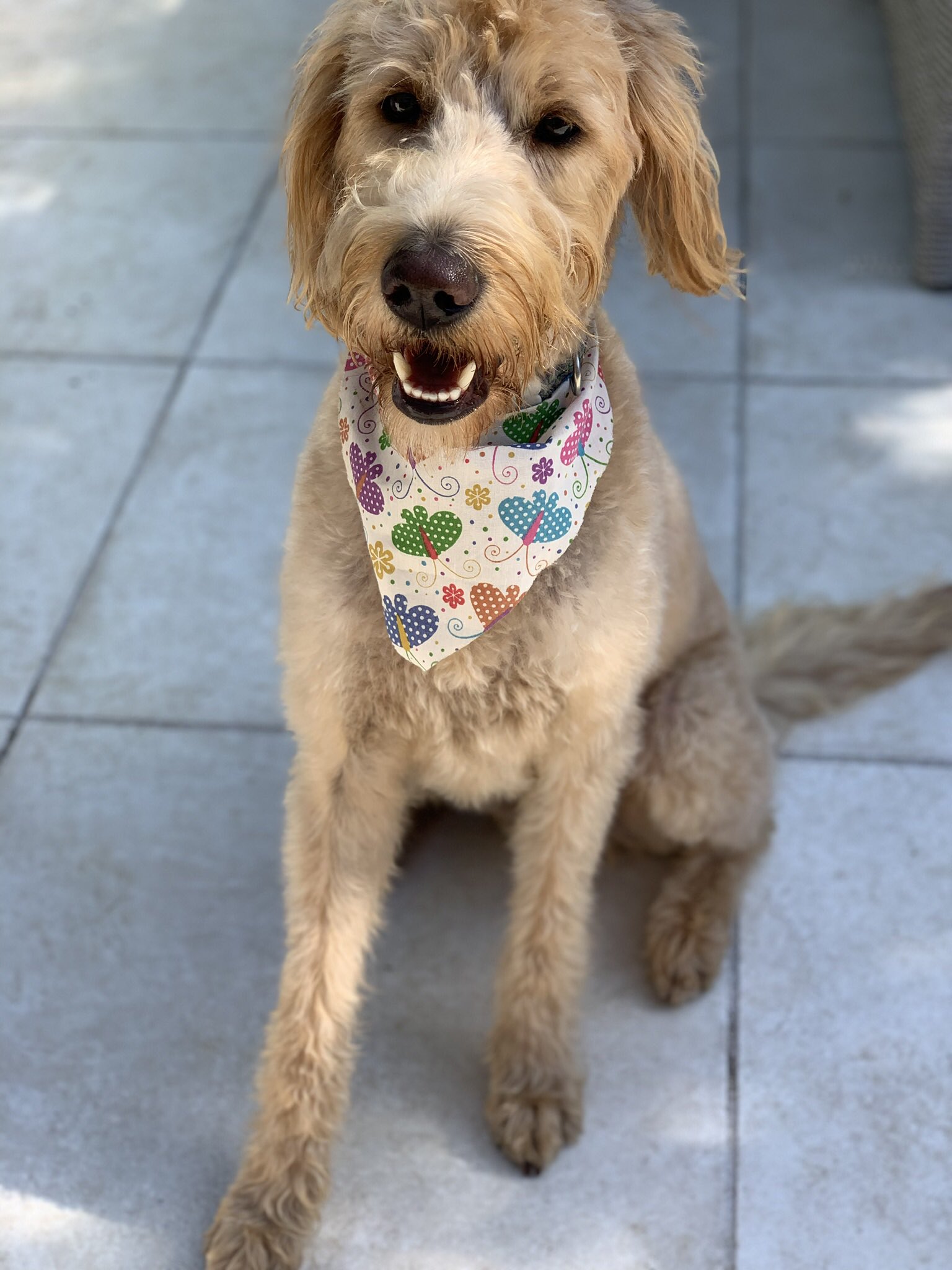 labradoodle haircuts for summer