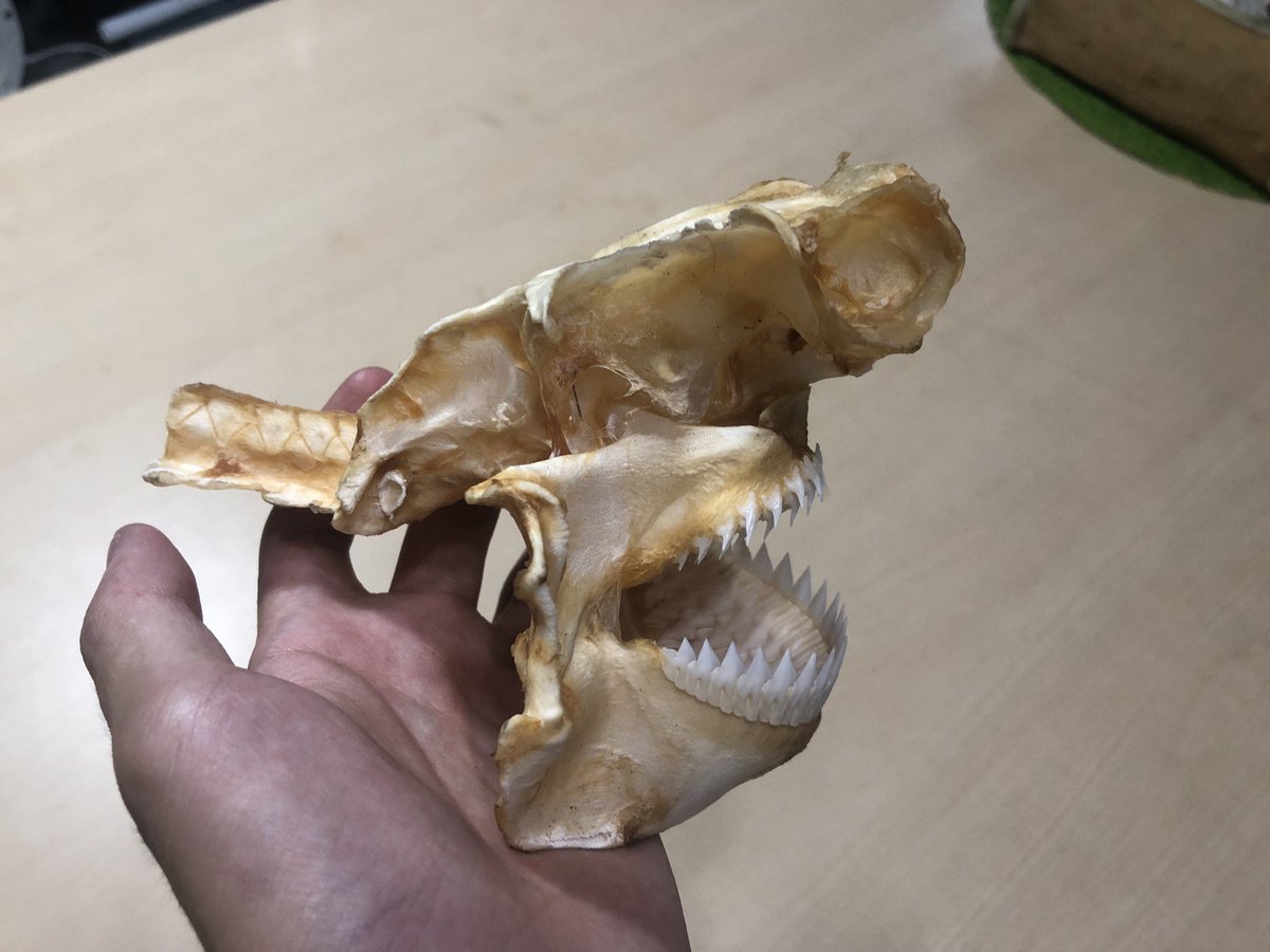 ヨロイザメの頭骨標本完成しました！ 非常に特徴的な歯が全く欠けてい