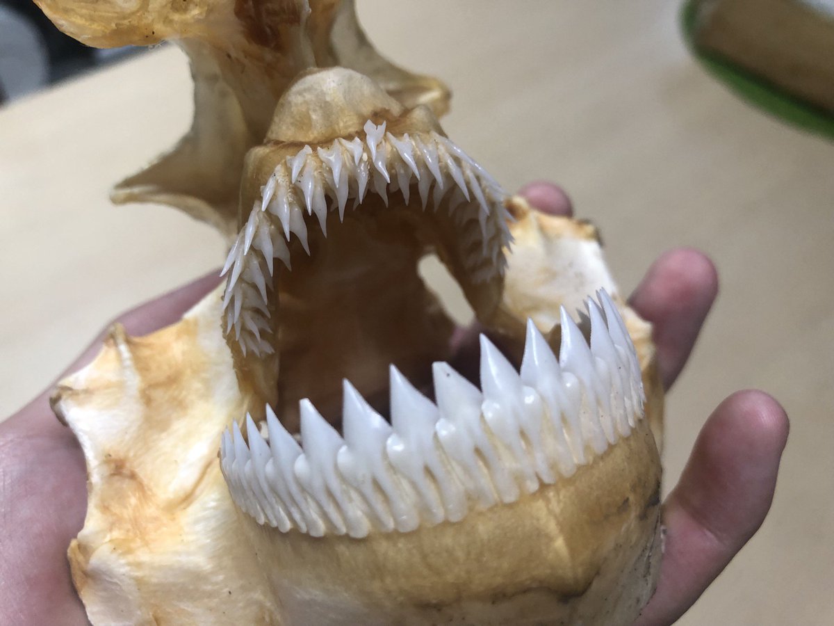 ヨロイザメの頭骨標本完成しました！ 非常に特徴的な歯が全く欠けてい