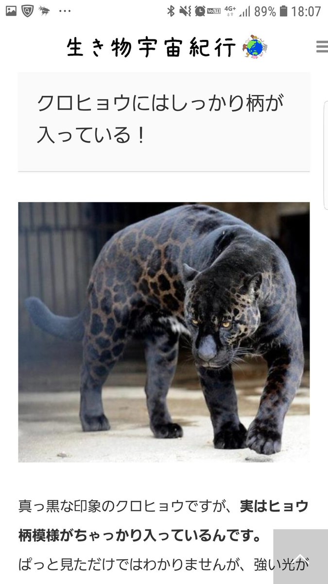 抹茶 Twitter પર 黒いライオンは存在しないのであの画像はcgです 黒たてがみをもつ バーバリライオン でもこのくらいです 抹茶 Twitter પર 黒いライオンは存在しないのであの画像はcgです 黒たてがみをもつ バーバリライオン でもこのくらいです