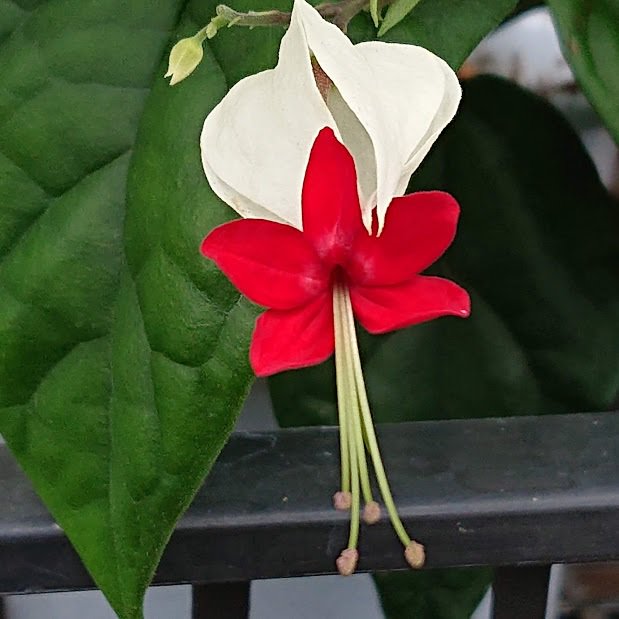 イルカ Pa Twitter こんばんは お疲れ様です 穏やかに過ごせたことに感謝します いつも リツイート いいね そして イルカ宛のツイ有り難うございます 写真は ゲンペイカズラ 花言葉 親友 チャンス到来 個性の強さ