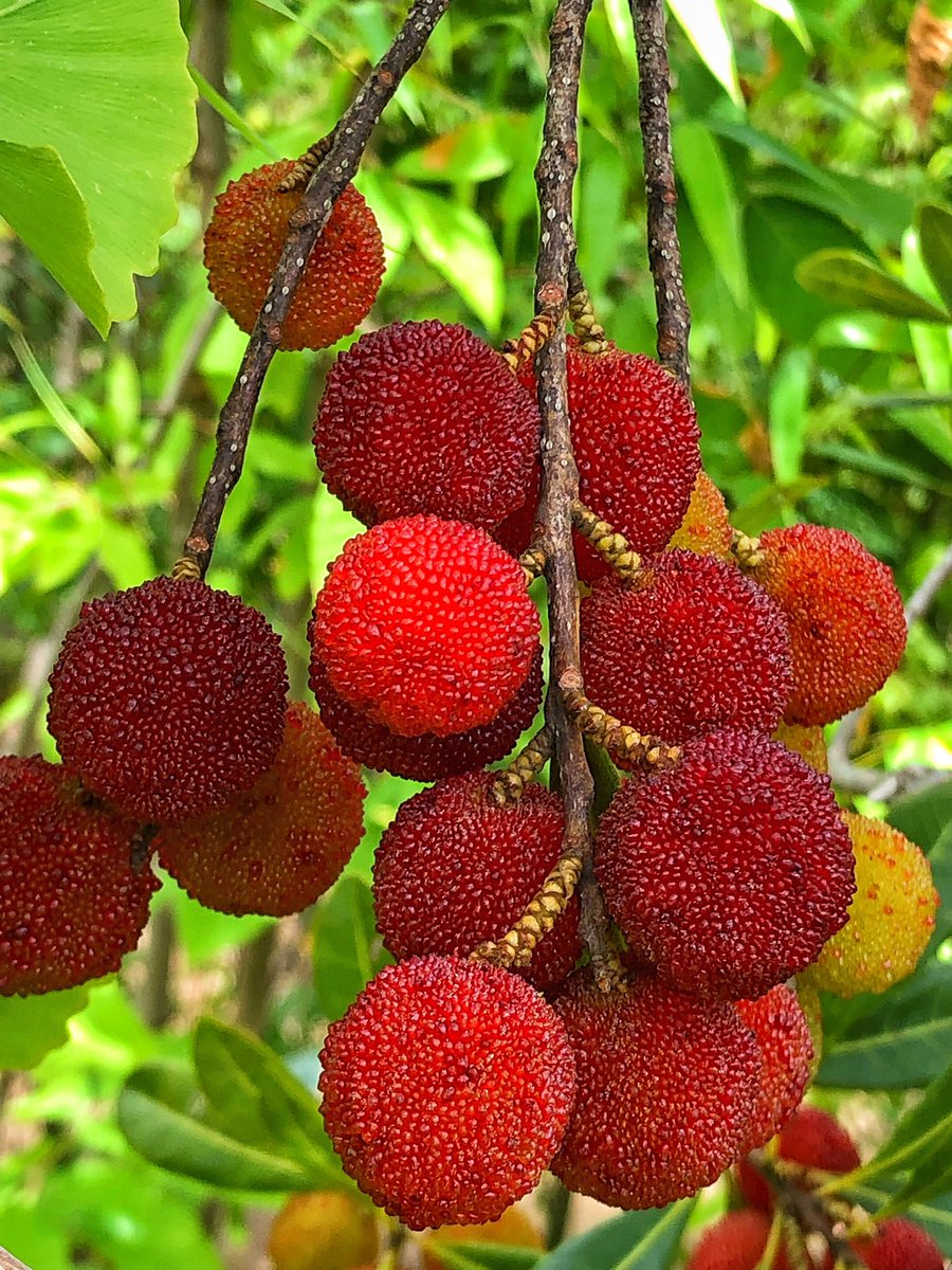花丸花子 やまももももももものうち 公園のやまももが美味しそうにまんまるな誘惑 真っ赤な実 美味しそう まんまる やまもも