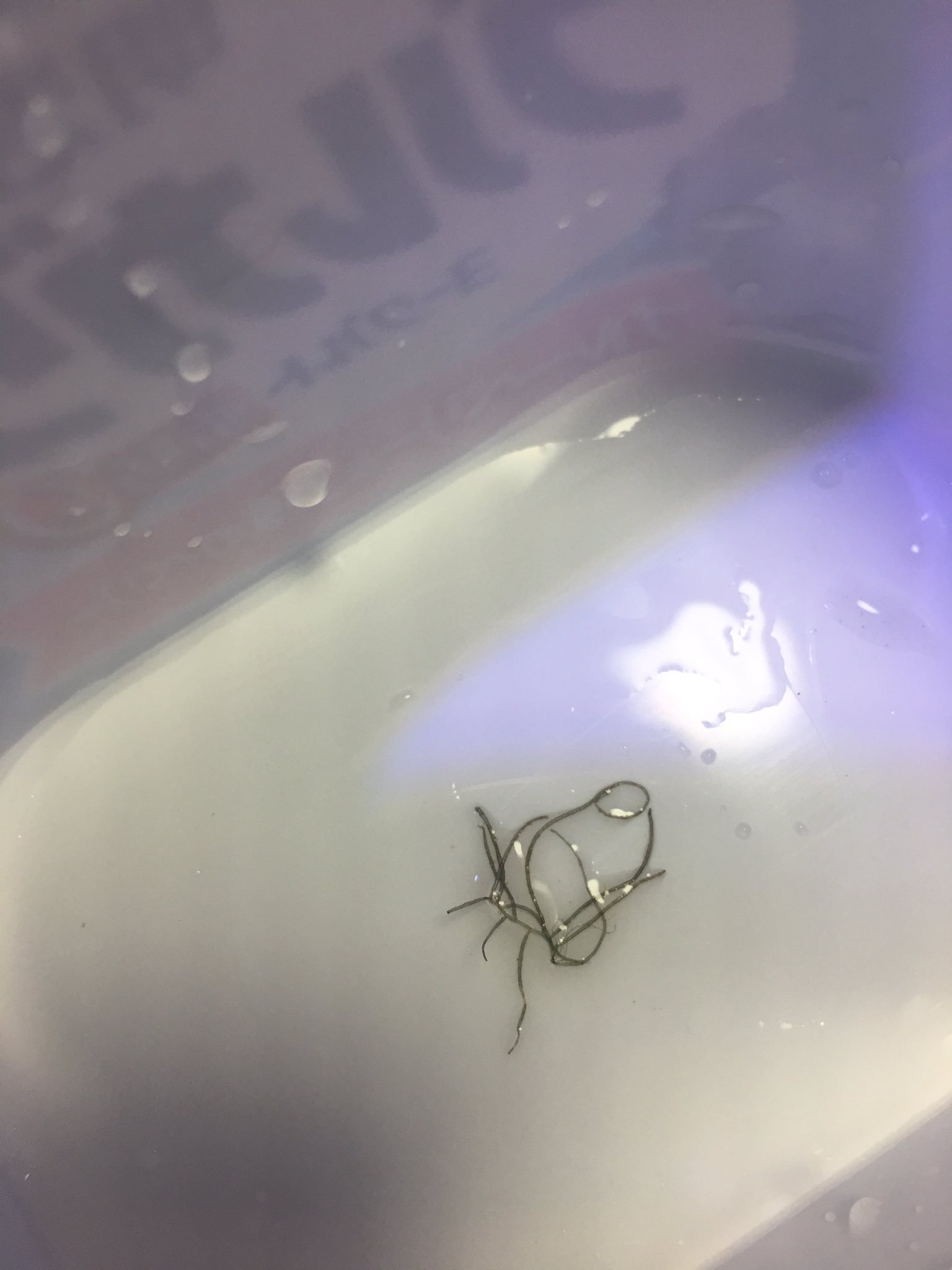 アクアクリム いその オキシドールの使い方 まず最初に情報源はここです とても詳しくて大変助かりました T Co Ssmku1sbxpコケ 藍藻 オキシドールの使い方 Twitter