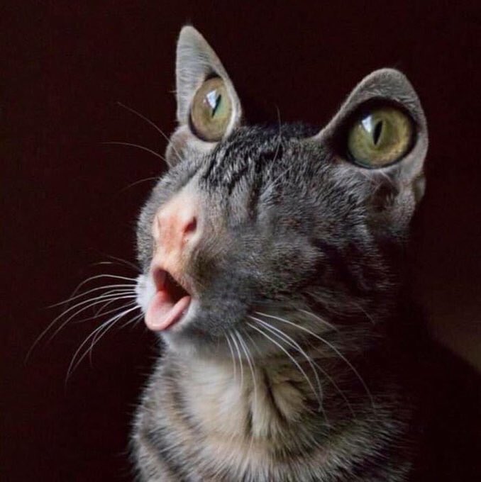 Image result for nasi apa ada empat tayar