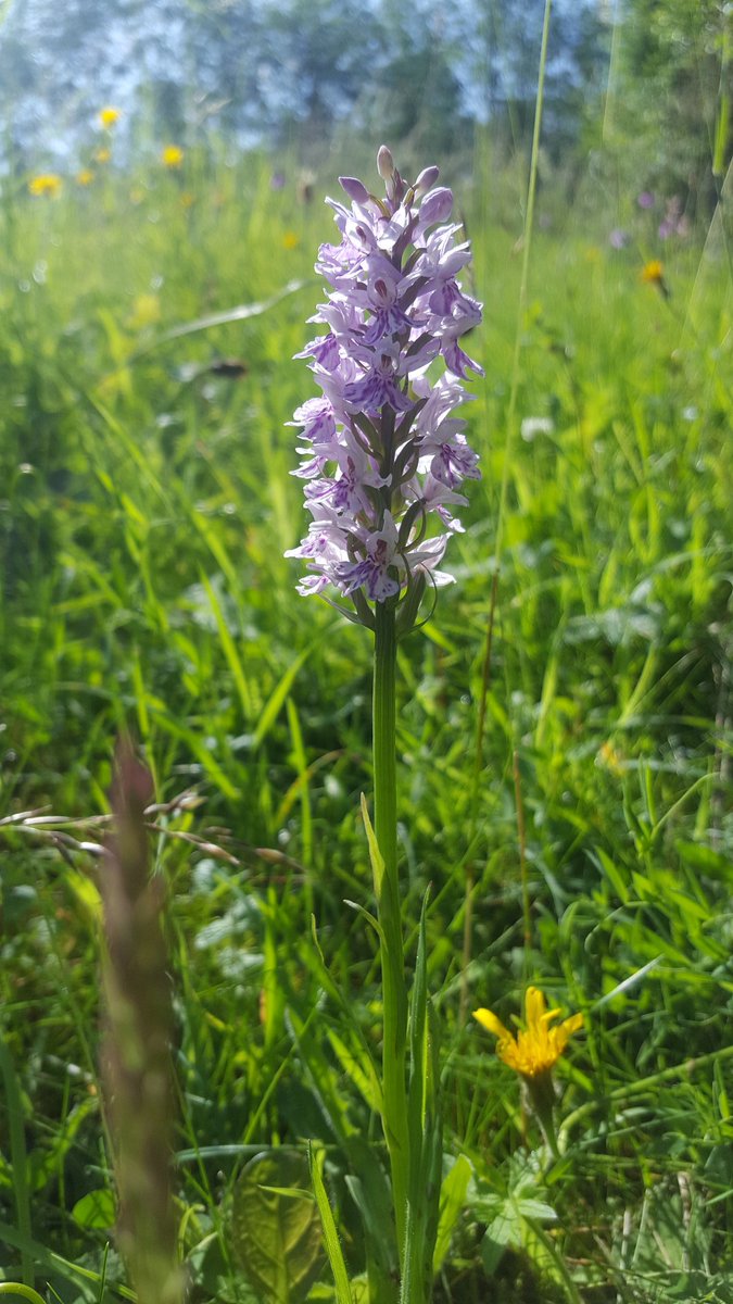 4Apes's tweet photo. First sunny morning after several days of rain is perfect for photographing #orchids in full bloom. We are fortunate to love near #Rodborough Common, so our garden is within easy reach of wind-dispersed orchid seeds. Here's some snaps of the 4 species at their best: (1 of 2) https://t.co/GLk6L71iJF