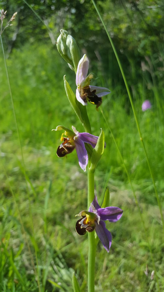 4Apes's tweet photo. First sunny morning after several days of rain is perfect for photographing #orchids in full bloom. We are fortunate to love near #Rodborough Common, so our garden is within easy reach of wind-dispersed orchid seeds. Here's some snaps of the 4 species at their best: (1 of 2) https://t.co/GLk6L71iJF