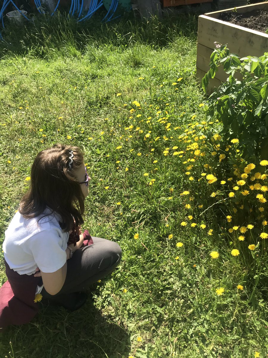 MissStewartHMPS's tweet photo. What a lovely day to be out learning about flowers ☀️🌸💐@HerbMorrPriSch https://t.co/MrWnME6wFp