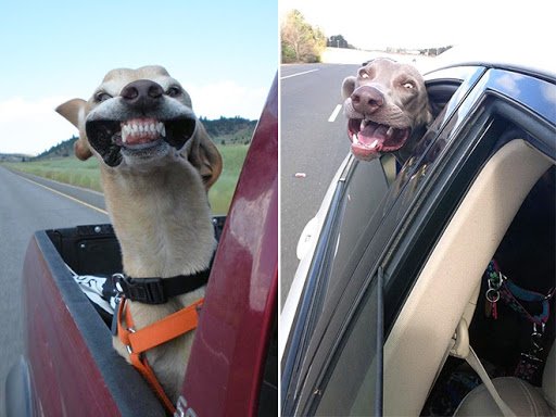 Mancinellis's tweet photo. I mean, who doesn’t love a car ride! At Mancinelli’s, we ensure you have the best! #carride #doglovers #Mancinelli’s #DenverAutoRepair https://t.co/xDRLEPLIz1
