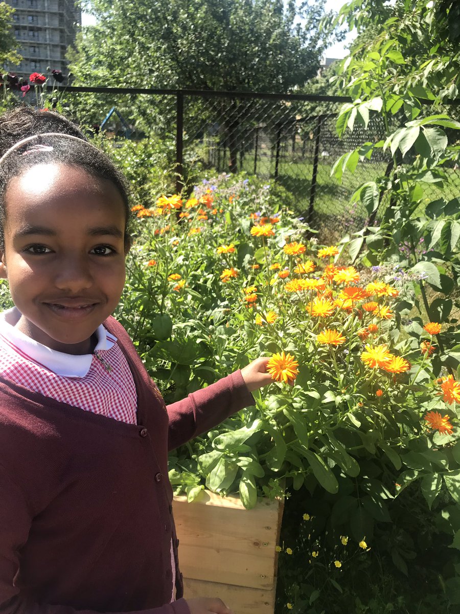 MissStewartHMPS's tweet photo. Some Alpacas think Miss Arnett might like these flowers the best, hmm I wonder why... ☺️@missarnetthmps @HerbMorrPriSch https://t.co/bV0dblskKM