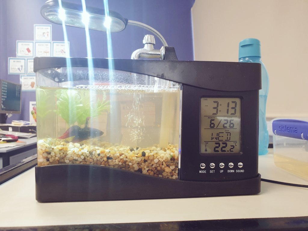 Mrs__Bonilla's tweet photo. Introducing 4B's new class pet named Thanos. He has increased student engagement for particular students and inspired some quality writing. #classpet #StudentEngagement #inclusion @PsElderslie https://t.co/d9JuLCUw5D