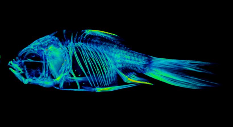 Stacy Nguyen tweet media