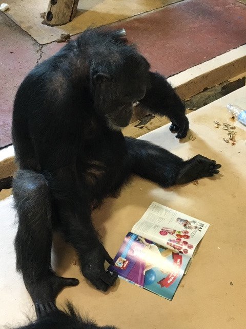 Always in need of magazines! Keep sending them our way! Contact info on our website: faunafoundation.org/contact-us/ #chimpanzee #reading #foodmagazines #jethro #sendem