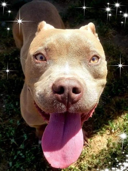 Adoptable #Dog #A518826_STSLCA_01 aka "Bubba"  2/o. Sits, gentle, not bothered by other dogs in yard, ❤s the ball!  getpet.info/A518826_STSLCA…