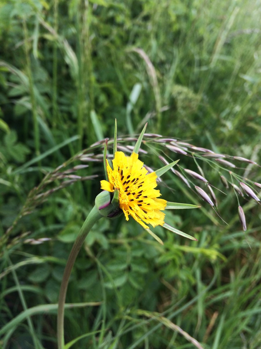 Bryan_Douglas_'s tweet photo. @StABotanics can you help me identify this plant I found while on a walk in Balmullo. The head is about the size of a 50pence piece and 1-2ft tell with just the one flower head. https://t.co/OpncURHjw3