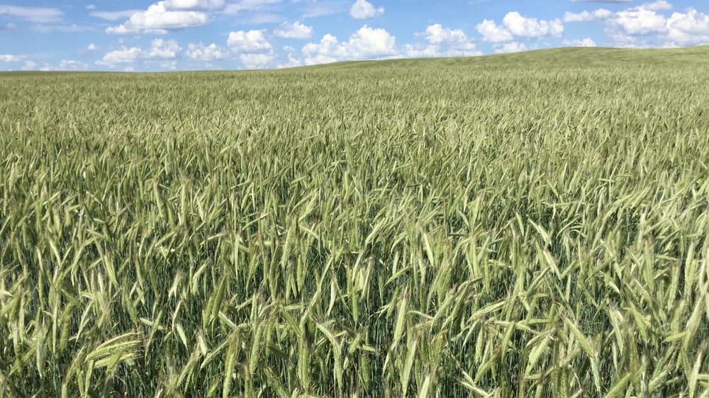 G3_Connection's tweet photo. Got rye? G3 is one of the largest buyers of fall #rye in Western Canada. It's part of the #smarterpath - find out more by contacting a sales rep at a facility near you: https://t.co/MaR3hbDPdp #westcdnag https://t.co/EQkAQHoBi4