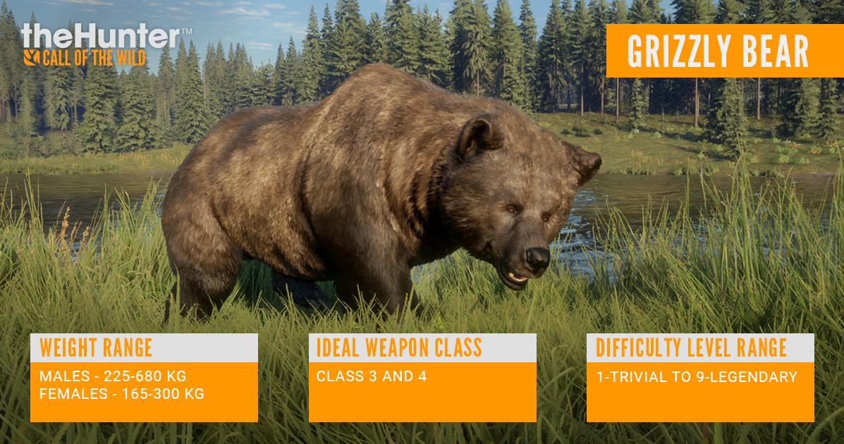 Thehuntercotw Species Information Grizzly Bear Here Is Some Information About Grizzly Bears That Might Be Handy To Know While You Are Out And About In Yukon Valley T Co Nrarx0uky6