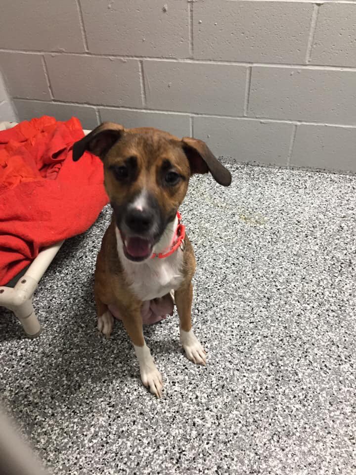 Nova!