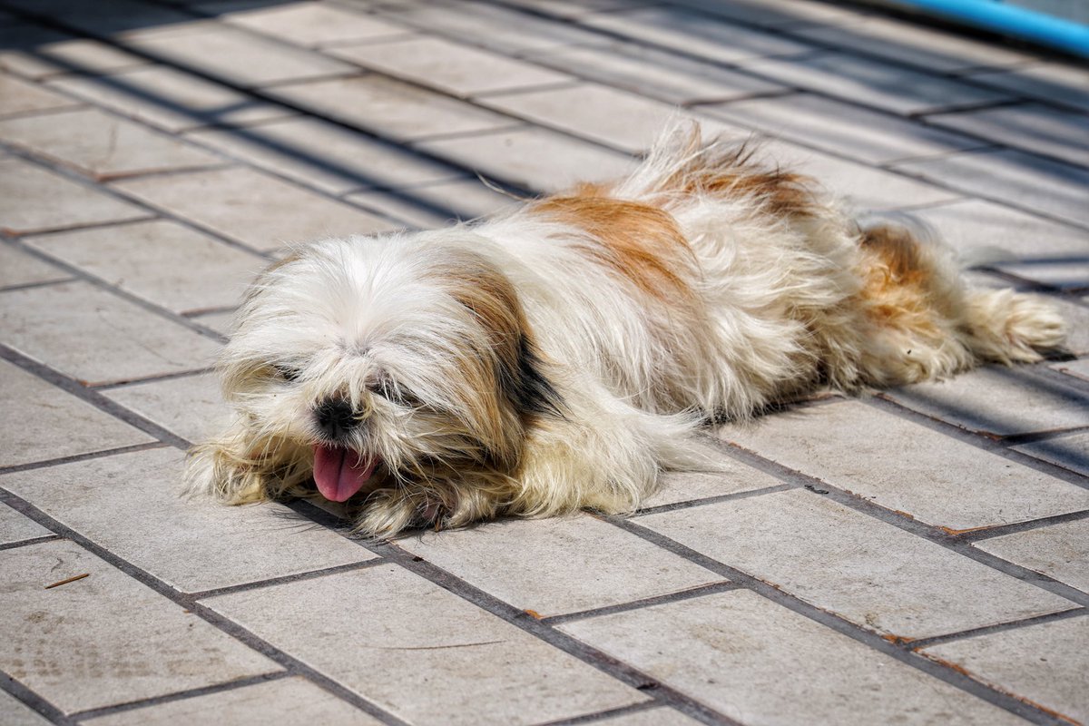 byroberteklund's tweet photo. #walkbyshooting #walkbyshootings #photography #SonyA7III #pattaya #thailand #dog #dogphoto #dogphotography #fluff #fluffy #adorable #adorablefluff #fluffiness #animal #animalphotography #animalphoto #animallife #street #streetphotography #streetphoto #streetlife #nofilter #hdr https://t.co/BL7gnXlc5C