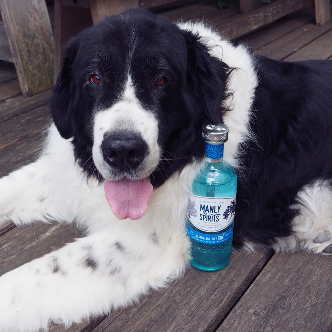 manlyspiritsuk's tweet image. Did someone say Thirsty Thursday? 🐶🍸

Looks like someone is enjoying our Australian Dry Gin, @manlyspirits 😂

#gingingin #mixology #homebartending #bartender #doglife #dog