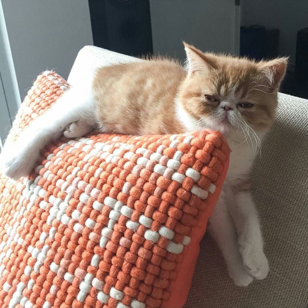 Sooo tiiired, must sleee.....Zzzzzz
#catoftheday #pets