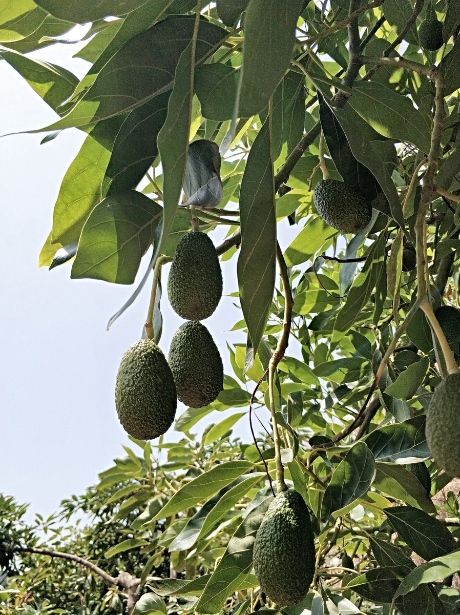 La campaña de #hass se está acabando 😱, pero tranquilos estas #delicias ya están creciendo en los #árboles para que en diciembre volvamos a #disfrutarlas 😉. Así están hoy los #aguacateshass 🥑de la próxima campaña en #LaHuertaDePancha. #FelizJueves!